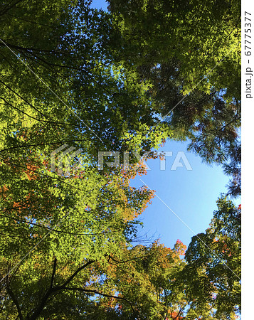 秋の木々と空 67775377