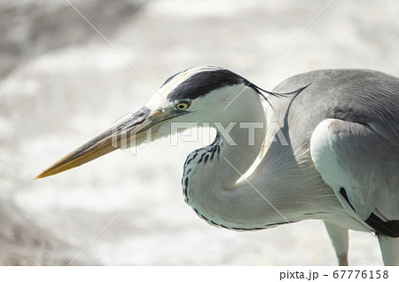アオサギ アオサギ 67776158