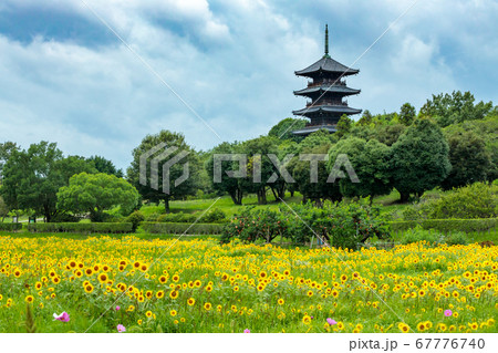 備中国分寺とひまわり畑 67776740