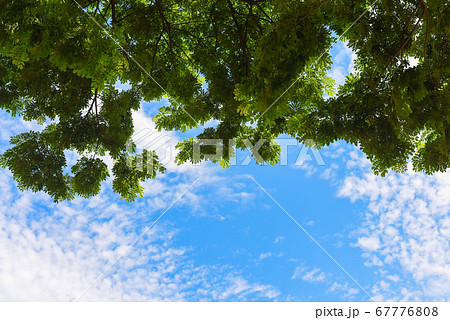 Green leaves and blue sky with sunlight in summer season. 67776808
