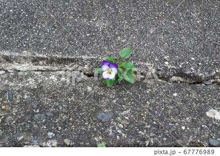 道ばたのビオラの花 67776989