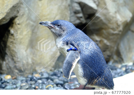 フェアリーペンギン 67777020