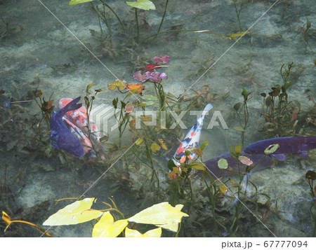 モネの池 67777094