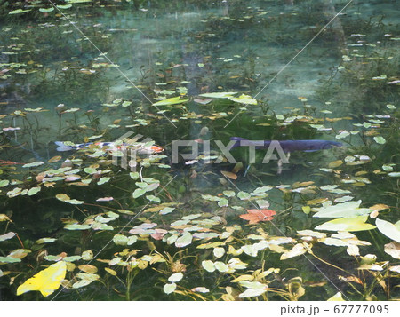 モネの池 67777095