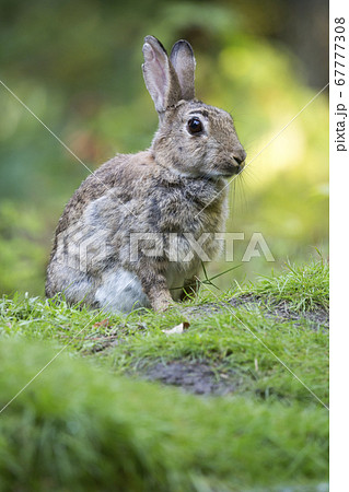 European rabbit (Oryctolagus cuniculus) in the European rabbit (Oryctolagus cuniculus) in the 67777308