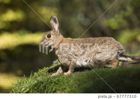 European rabbit (Oryctolagus cuniculus) in the European rabbit (Oryctolagus cuniculus) in the 67777310