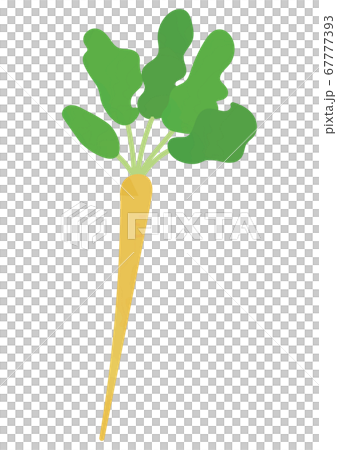 島胡蘿蔔的插圖 67777393
