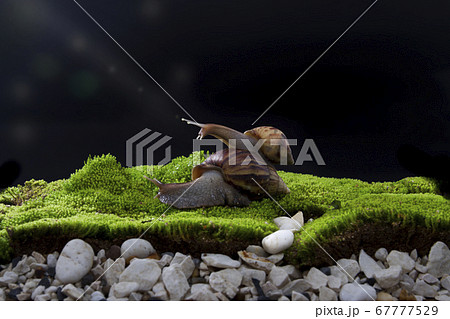Two large snails Crawling on the fresh green grass On a black background 67777529