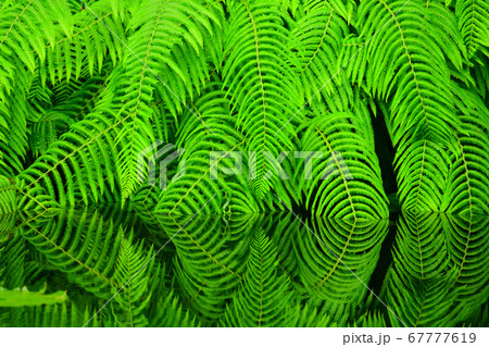 弥生の森のシダ 67777619