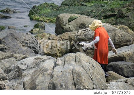 Korean woman searchs for sea shell and clam for food on the rock beach 67778079