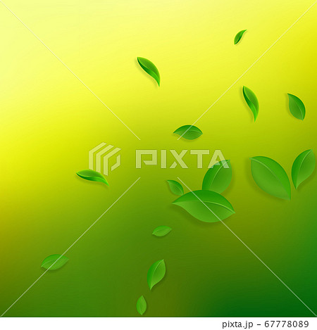 Falling green leaves. Fresh tea chaotic leaves fly 67778089