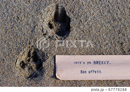 砂浜の野生動物の足跡の写真素材 6777