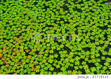 水草 葉 ネガレ 67778514