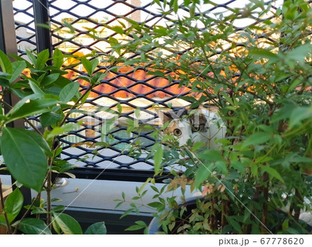 猫 かくれんぼ 待ち伏せ 67778620
