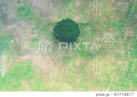 Aerial view of a single tree in a field surrounded 67778877
