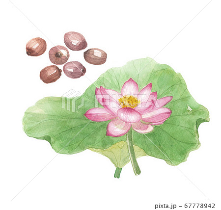 蓮の花・種子 67778942