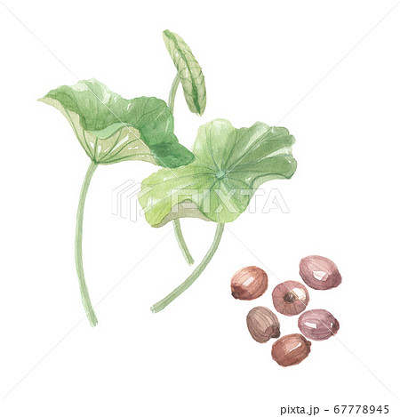 蓮の葉と実　種子 67778945