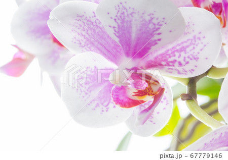 白バックで撮影された薄ピンクのミディ胡蝶蘭 白バックで撮影された薄ピンクのミディ胡蝶蘭 67779146