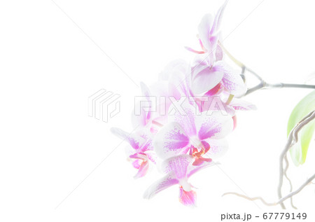 白バックで撮影された薄ピンクのミディ胡蝶蘭 白バックで撮影された薄ピンクのミディ胡蝶蘭 67779149