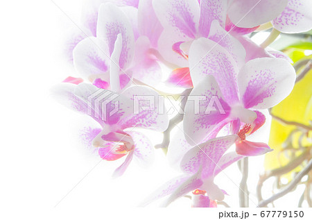 白バックで撮影された薄ピンクのミディ胡蝶蘭 67779150
