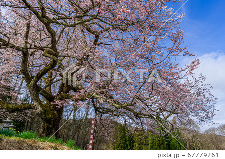 【長野県】小川村　立屋の桜 67779261