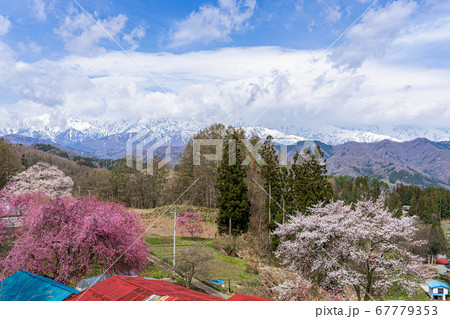 【長野県】小川村の桜と残雪の北アルプス 67779353