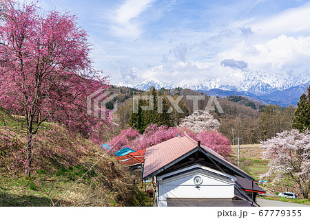 【長野県】小川村の桜と残雪の北アルプス 67779355