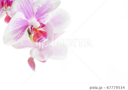 白バックでクローズアップ撮影された薄ピンクのミディ胡蝶蘭 白バックでクローズアップ撮影された薄ピンクのミディ胡蝶蘭 67779534