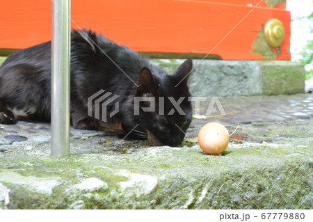 卵を食べるネコちゃん 卵を食べるネコちゃん 67779880