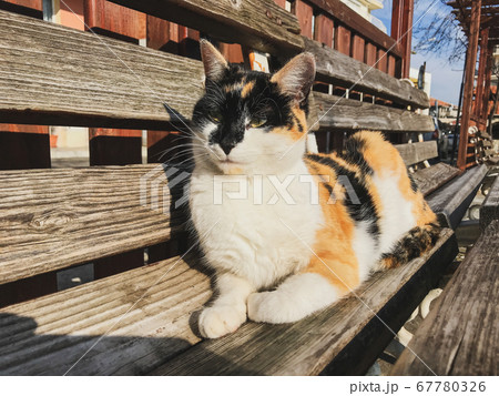 Lovely Cat On The Promenade Lovely Cat On The Promenade 67780326