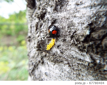 ナミテントウ 産卵 67780404