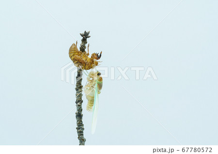 アブラゼミの羽化 67780572