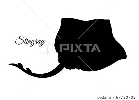 Stingray. Silhouette isolated on white background. 67780705