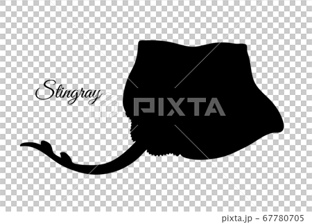 Stingray. Silhouette isolated on white background. 67780705