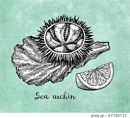 Ink sketch of urchin. Ink sketch of urchin. 67780715