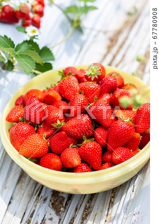 いちご狩り　苺ハウス 67780908