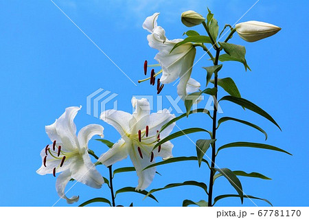 青い空をバックに咲く白いユリの花の写真素材