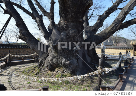 河回村 ケヤキ 安東 67781237