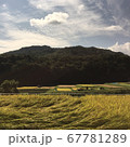 稲穂 67781289