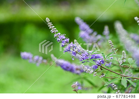 セイヨウニンジンボク セイヨウニンジンボク 67781498