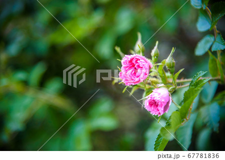 picture of an easy red Rosa nutkana flower that picture of an easy red Rosa nutkana flower that 67781836
