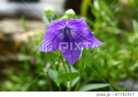 青キキョウ一輪 青キキョウ一輪 67781917