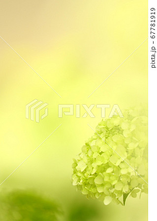 虹のアナベル 虹のアナベル 67781919