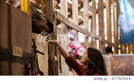 Young woman feeding brown horse in paddock 67782839