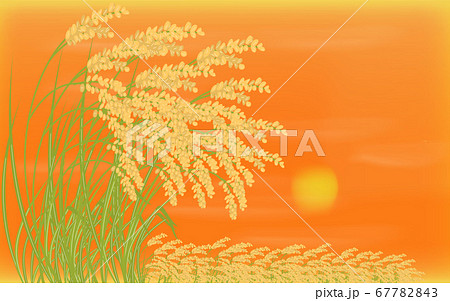 背景素材 収穫を迎えた稲と夕陽のイラストのイラスト素材