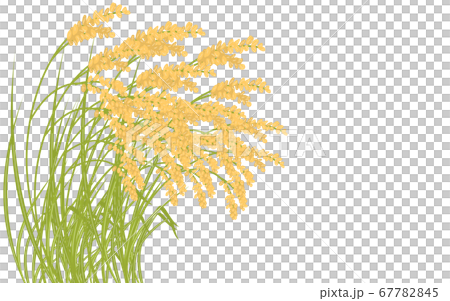 Background material, illustration of harvested rice 67782845