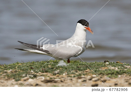 Common tern (Sterna hirundo) at Balgzandpolder 67782906