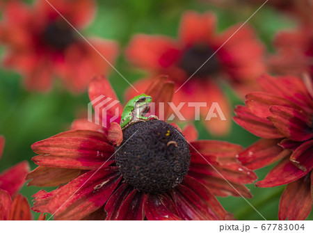 赤い花の上のアマガエル エキナセアの花の写真素材