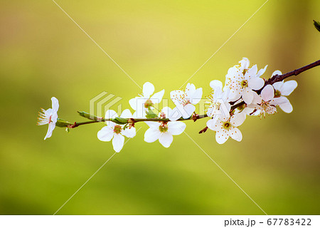 Plum spring flowers 67783422