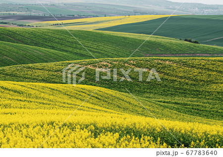 Rapeseed yellow green field in spring Rapeseed yellow green field in spring 67783640